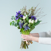 Frühlinsgblumenmix in Blau Frühlinsgblumenmix in Blau