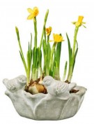 Frühlingsblüher Frühlingsblüher